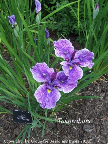 DSCF7413 - Takarabune